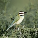 White-throated Bee-eater, Samburu National Park - Kenya (01)