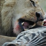 Lion, Moremi National Park - Botswana (2329)