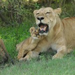 Lion, Moremi National Park - Botswana (4805)