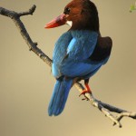 White-throated Kingfisher, Ranthambore National Park - India (9321)