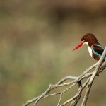 White-throated Kingfisher, Ranthambore National Park - India (9406)