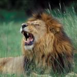 Lion, Moremi National Park - Botswana (32)