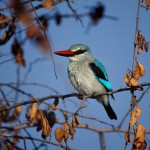 Woodland Kingfisher, Moremi National Park - Botswana (33)