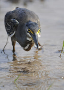 Green Heron, Botswana (9143)