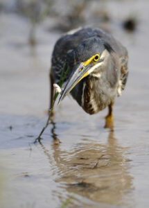 Green Heron, Botswana (9206)