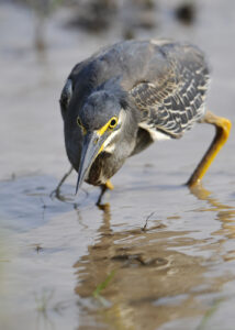 Green Heron, Botswana (9139)