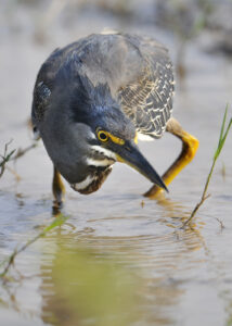 Green Heron, Botswana (9224)