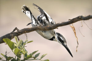 Pied Kingfisher, Botswana (9183)