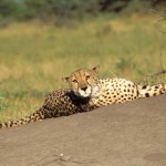 Cheetah, Moremi National Park - Botswana (1)