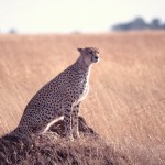 Cheetah, Serengeti National Park - Tanzania (11)