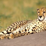Cheetah, Moremi National Park - Botswana (2)