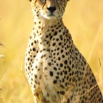 Cheetah, Masai Mara National Park - Kenya (237)