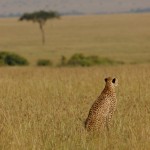 Cheetah, Masai Mara National Park - Kenya (255)