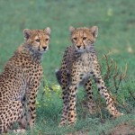 Cheetah, Masai Mara National Park - Kenya (31)