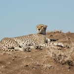 Cheetah, Serengeti National Park - Tanzania (7769)