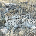 Cheetah, Serengeti National Park - Tanzania (7986)