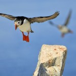 Atlantic Puffin, Machias Island - USA (0003)