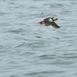 Atlantic Puffin, Machias Island - USA (0460)