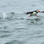 Atlantic Puffin, Machias Island - USA (0484)