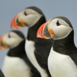 Atlantic Puffin, Machias Island - USA (0728)