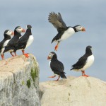 Atlantic Puffin, Machias Island - USA (0755)