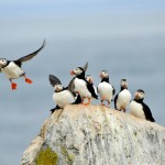 Atlantic Puffin, Machias Island - USA (0768)