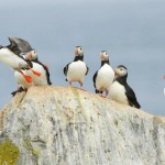 Atlantic Puffin, Machias Island - USA (0770)