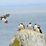 Atlantic Puffin, Machias Island - USA (0771)