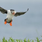 Atlantic Puffin, Machias Island - USA (0823)