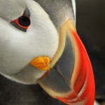 Atlantic Puffin, Machias Island - USA (0865)