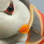 Atlantic Puffin, Machias Island - USA (1045)