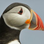 Atlantic Puffin, Machias Island - USA (1046)