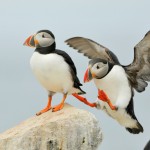 Atlantic Puffin, Machias Island - USA (1354)