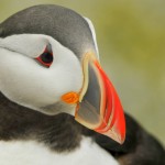 Atlantic Puffin, Machias Island - USA (1503)