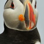 Atlantic Puffin, Machias Island - USA (1752)