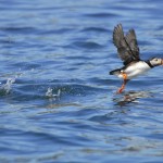 Atlantic Puffin, Machias Island - USA (2120)