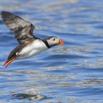 Atlantic Puffin, Machias Island - USA (2121)