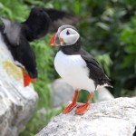 Atlantic Puffin, Machias Island - USA (2237)