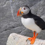 Atlantic Puffin, Machias Island - USA (2241)