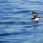 Atlantic Puffin, Machias Island - USA (2370)