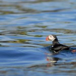 Atlantic Puffin, Machias Island - USA (2657)