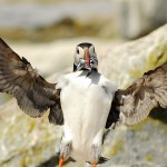 Atlantic Puffin, Machias Island - USA (3058)