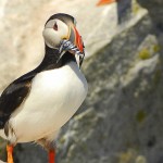 Atlantic Puffin, Machias Island - USA (3085)