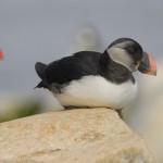 Atlantic Puffin (Adolescent), Machias Island - USA (3498)