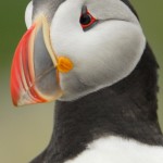 Atlantic Puffin, Machias Island - USA (3561)