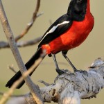 Crimson-breasted Shrike (Boubou), Moremi National Park - Botswana (5292)