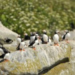 Atlantic Puffin, Machias Island - USA (7041)