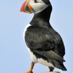 Atlantic Puffin, Machias Island - USA (7192)