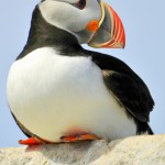 Atlantic Puffin, Machias Island - USA (7229)