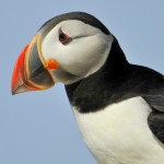 Atlantic Puffin, Machias Island - USA (7543)